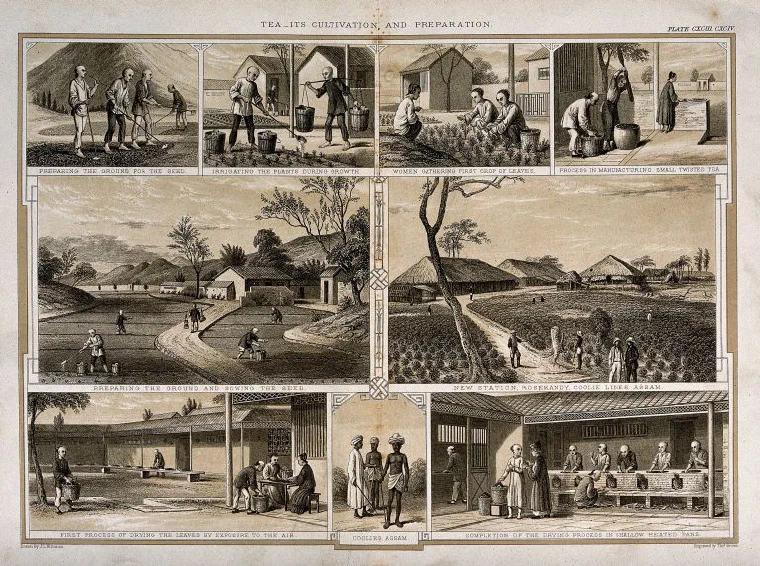 Nineteenth-century engraving of a tea plantation in Assam with workers among the bushes and hills behind